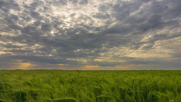 Dramatic Sky Over Green Wheat Field