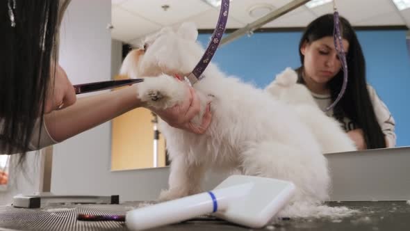 Closeup Doctor Veterinary Clinic Cuts Scissors Bichon Bolognese