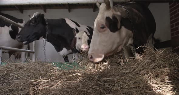 Cows On Farm