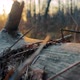 Sunset Above Broken Dry Log - VideoHive Item for Sale