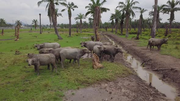 Buffaloes stay inside the dry oil palm estate