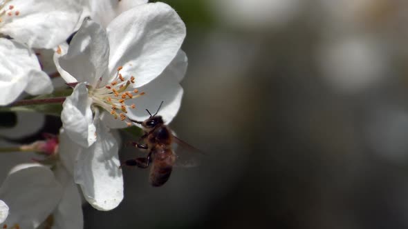 European Honey Bee, apis mellifera, Bee foraging an Apple Flower Pollination Act, Normandy