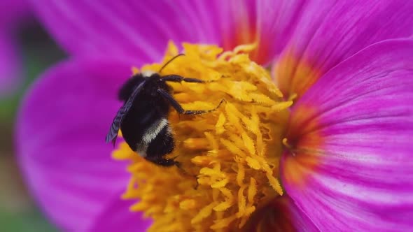 A black and yellow bumble bee extracting nectar from Dahlia flowers in slow motion