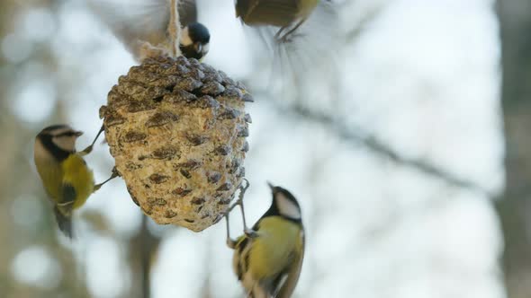 60FPS SLOW MOTION, Four great tits share a pine cone bird feeder