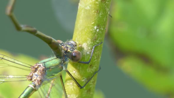 Macro detail shot of Damselfly  climbing on green grass stalk in nature lighting by sun - Eating and