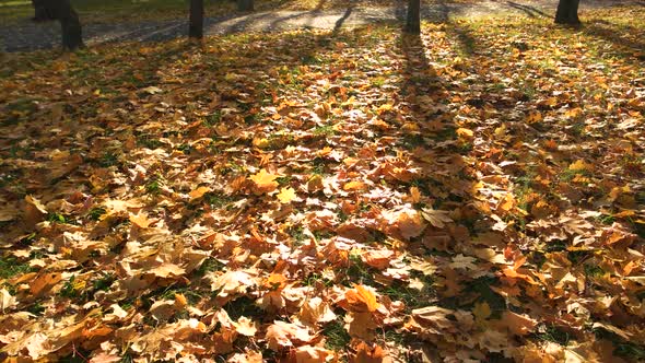 Fallen Autumn Leaves Background.