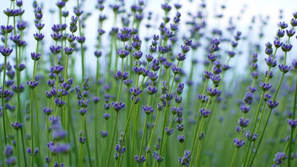 Close up of beautiful blooming lavender swaying in the wind. Lavender purple aromatic flowers