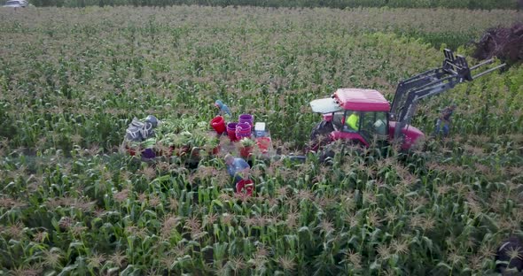 Camera track from left to right in a field of corn to reveal a wagon full of corn being pulled by a