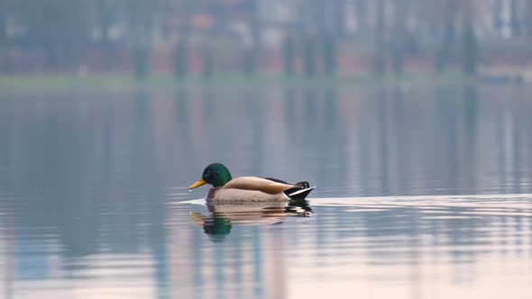 Wild duck swimming in clear lake water in summer park.