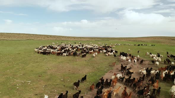 Large Flock of Sheep and Goats in the Steppe. Drone Video