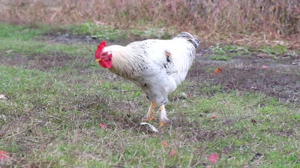 White Rooster with a Red Crest Running. Super Slow Motion