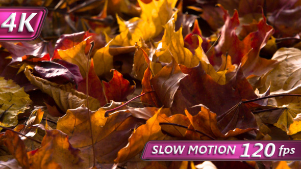 Fallen Autumn Leaves Dry alt