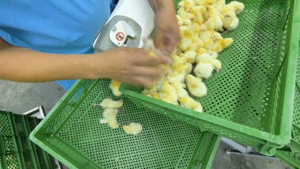 Workers at Poultry Sorting Chicks at Automated Line