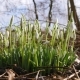 Snowdrops in Sunlight Are Moved By the Wind - VideoHive Item for Sale
