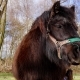 Shetland Pony  Spring - VideoHive Item for Sale