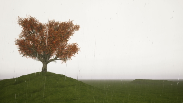 Rain Singl Autumn Tree on a Meadow