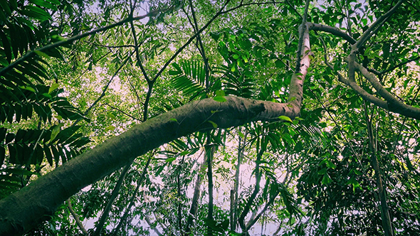 Moving Through Rainforest in the Morning