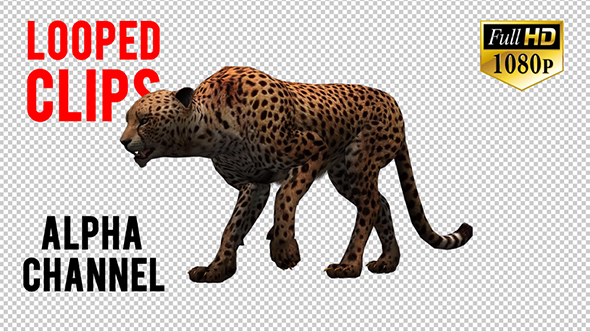 Cheetah alt