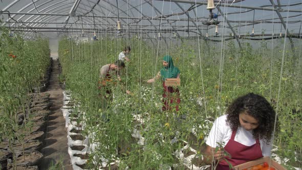 Multiracial Workers During Harvest in Greenhouse