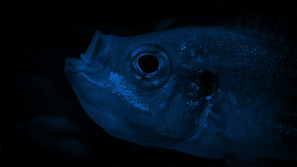 Fish Gulping In The Dark