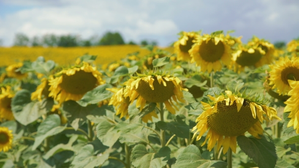 Big Moving Sunflowers Field 