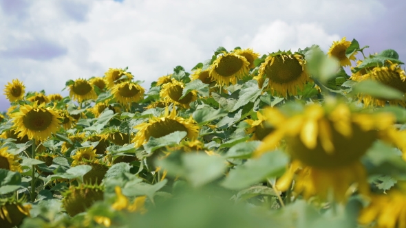 Big Moving Sunflowers Field Moves on the Wind 