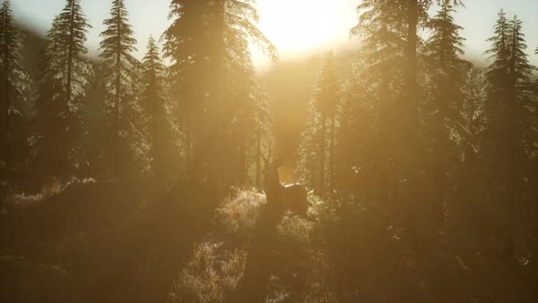 Deer Male in Forest at Sunset