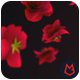 Falling Rose HD - VideoHive Item for Sale