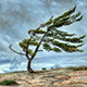 Wind Trees