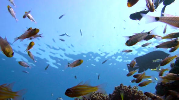 A Flock of Yellowtail Sweeper Fish Pempheris Schenckii in the Blue Water
