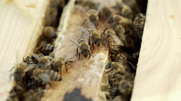 Bees in the Hive Convert Nectar to Honey