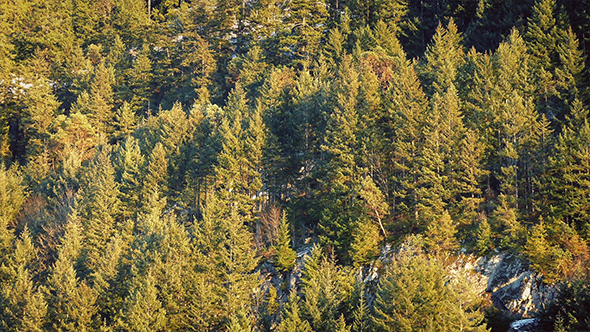 Passing Trees On Slope In Golden Evening Light