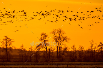 place under setting sun in dutch countryside