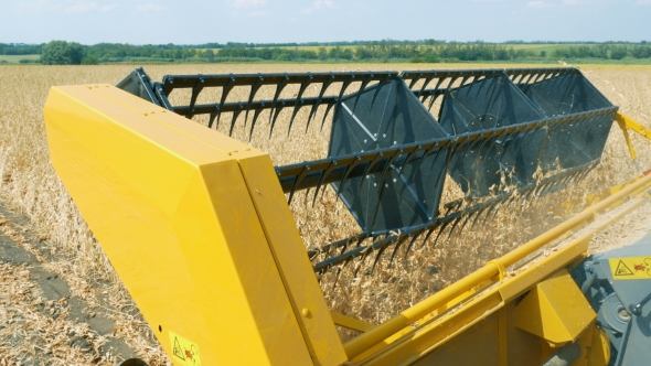 Harvesting Soybeans