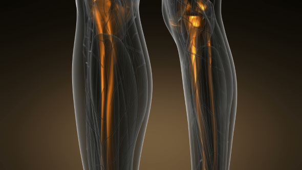 Human Body with Visible Skeletal Bones alt