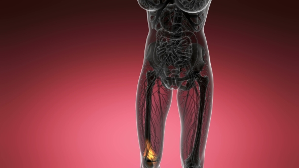 Knee Bones Anatomy alt