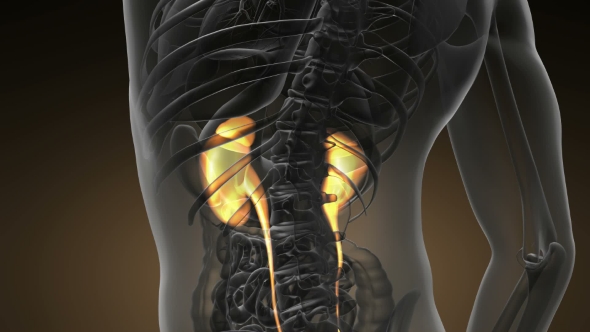 Anatomy Scan of Human Kidneys alt