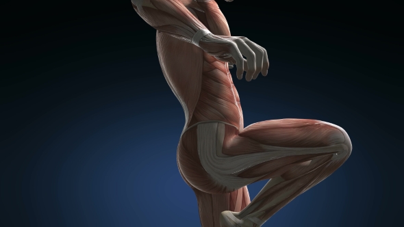 Human Muscle Anatomy alt