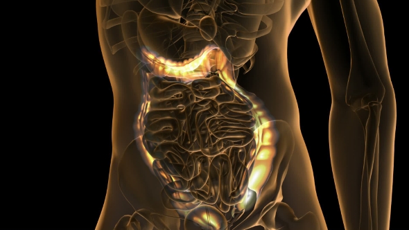 Anatomy Scan of Human Colon alt