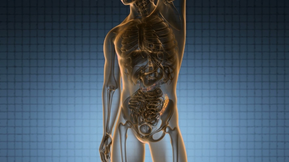 Anatomy Scan of Human Colon alt