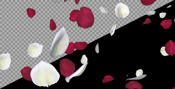 Red and White Rose Petals - Falling Loop