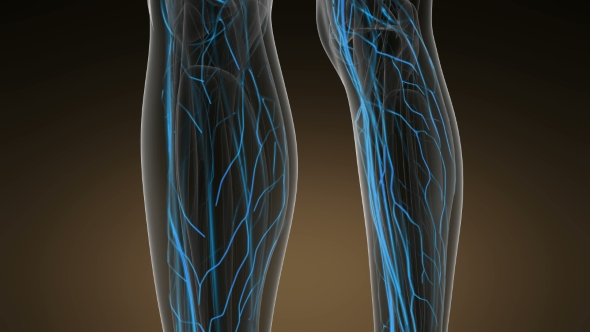 Human Body with Glow Blood Vessels alt