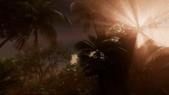 Sunset Beams Through Palm Trees alt