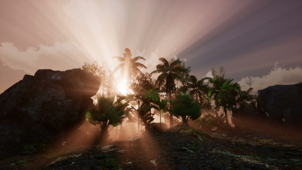Sunset Beams Through Palm Trees alt