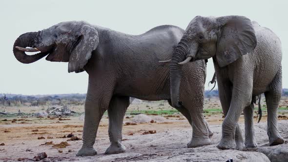 Mudded Elephants Drinking Then Walks Off Sceptically In African Savanna - Medium Shot