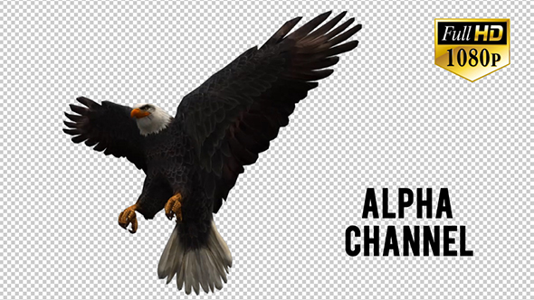 3D Eagle  Animation