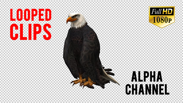 3D Eagle Animation 2