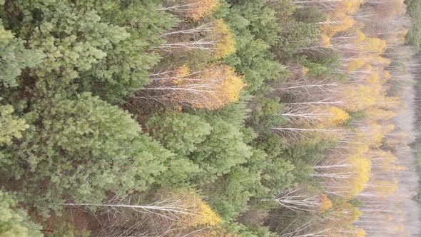 Vertical Video of Trees in the Forest in Autumn