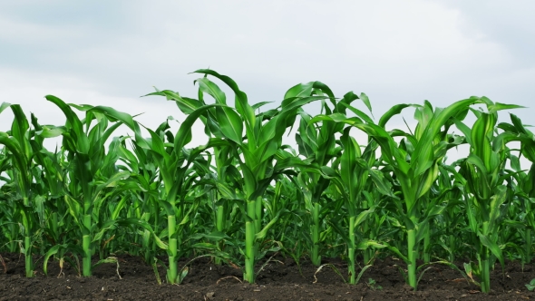 Growing Green Maize Corn Sprouts in Cultivated Agricultural Farm Field