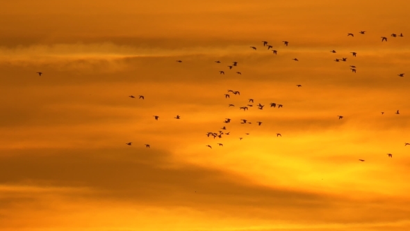 Amazing, Beautiful Orange Sky Sunset with Duck Birds Flying